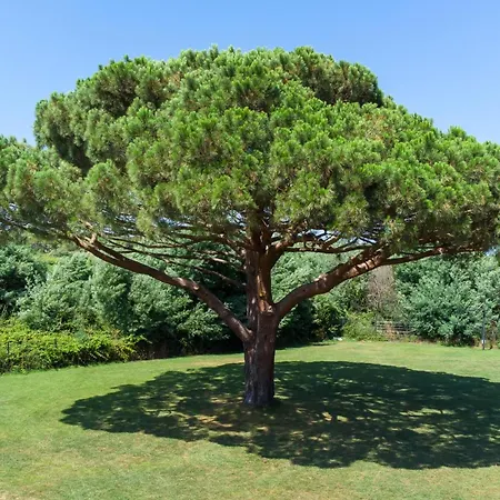 Utopia Saint-Tropez